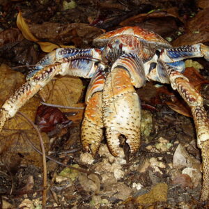 Coconut crab