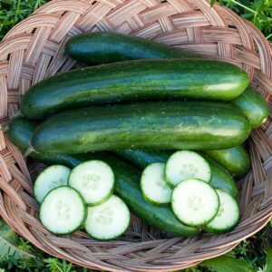 Cucumber