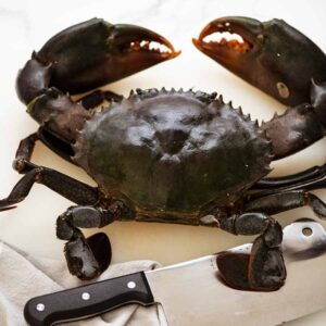 Mud Crab