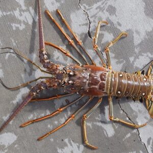 Panulirus Lobster