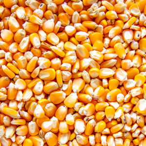 Yellow corn