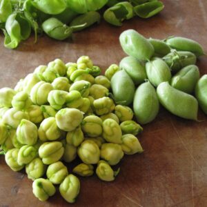 Chickpea (Legume)