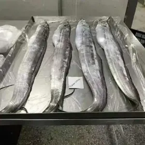 Ribbon Fish (Ribbonfish)