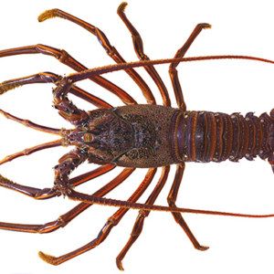 Rock Lobster