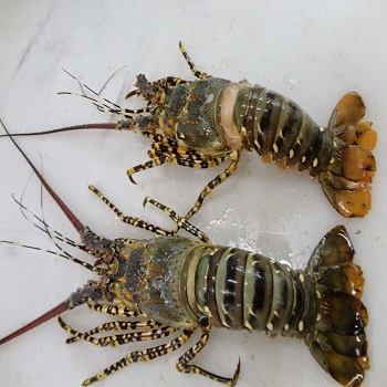 Tiger Lobster